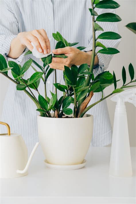 兔仔花風水|風水植物｜不只富貴竹！7款招財/招桃花植物推介+不 